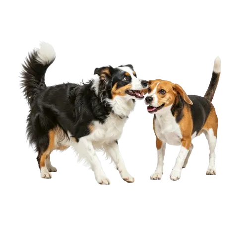 Zwei spielende Hunde